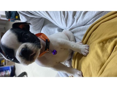 French bulldog dişi