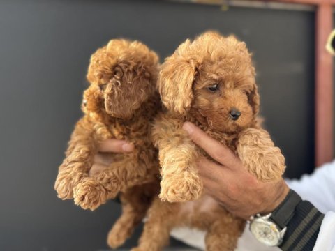 Petmode köpek çiftliğinden toy poodle yavrularımız