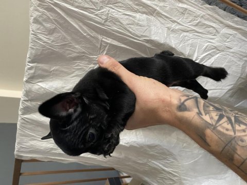 60 günlük french bulldog yavrular