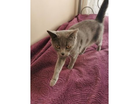 British shorthair 3,5 yaşında