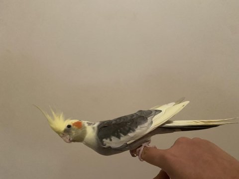 Evcil alaca pied sultan papağanı yetişkin dişi ile takas