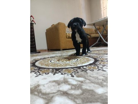 A class şecereli kaliteli cane corso yavru