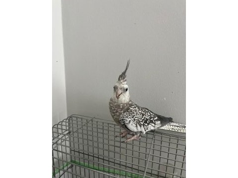 Ele kola alışık damarlı sultan papağanlar