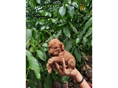 A kalite kore kan toy poodle yavrular