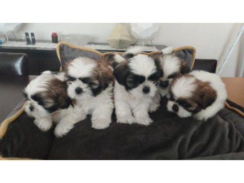 40 günlük ırk garantili shih tzu yavrular