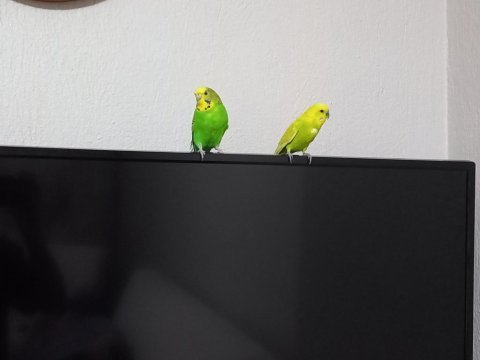 Erkek ve dişi satılık muhabbet kuşları