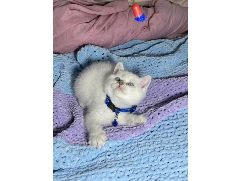 Topaç kafa british shorthair yavrular