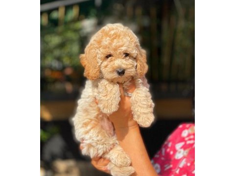 Mersin toy poodle yavrular