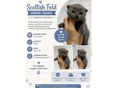 Scottish fold erkek yavru