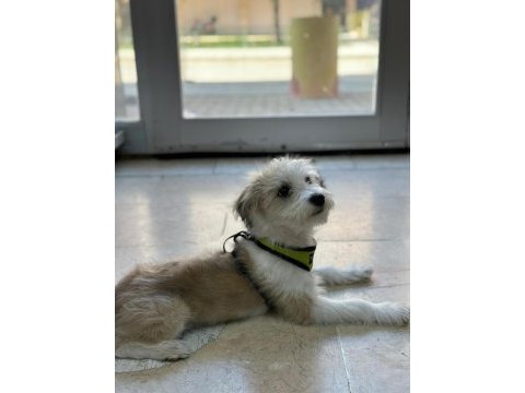 Terrier köpeği