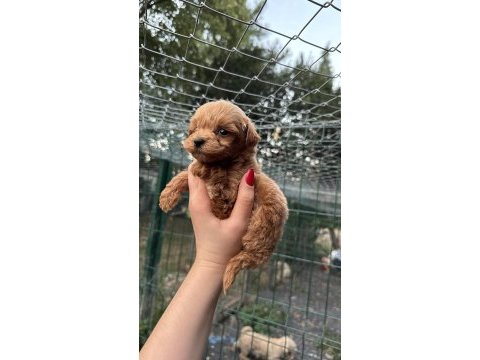 Yavru teacup maltıpoo