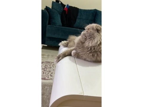 Scottish fold çiftleştirme veya yavru ile takas