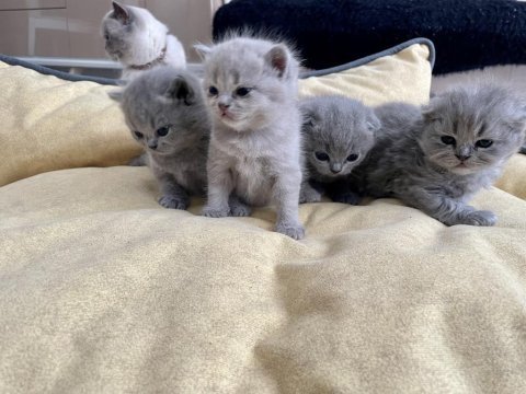 Scottish fold gri