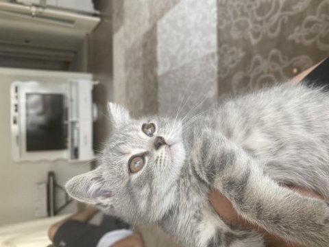 27 şubat doğumlu british shorthair yavrular