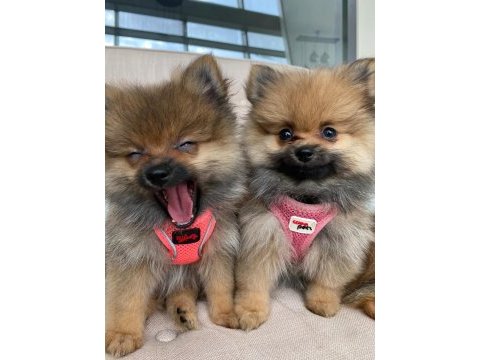 Ukrayna menşeili anne babadan pomeranian
