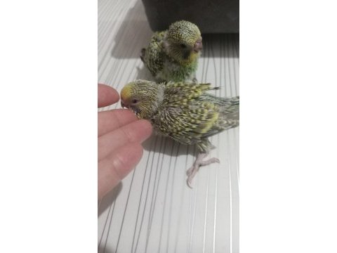 Muhabbet kuşu yavruları el besleme jumbo