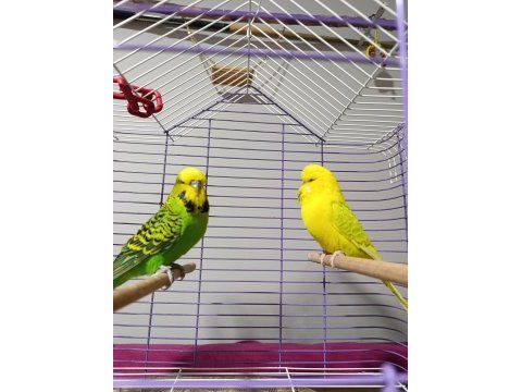 Jumbo muhabbet kuşu çift
