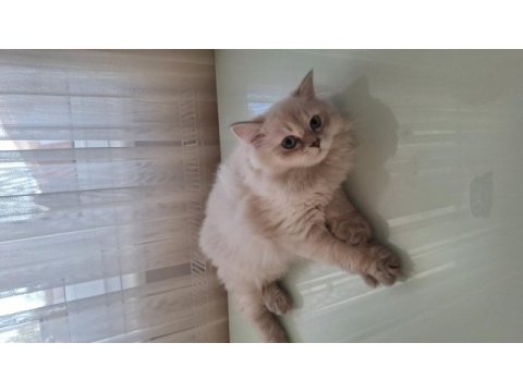 British longhair yavru