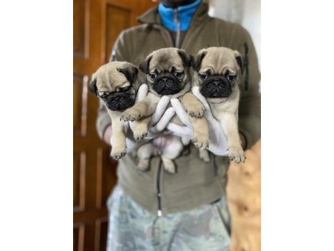Safkan pug mops yavrular