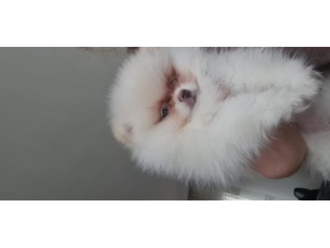 Show kalite pomeranian boo