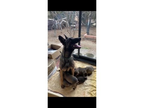 Malinois yavruları