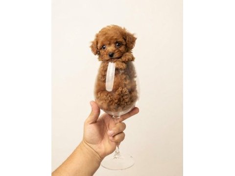 Toy poodle köpeğimiz için ulaşınız