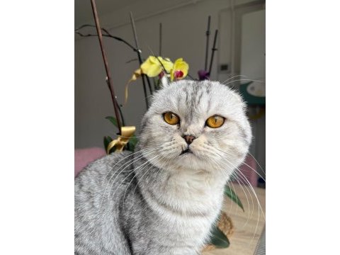 Scottish fold kedimize dişi arıyoruz