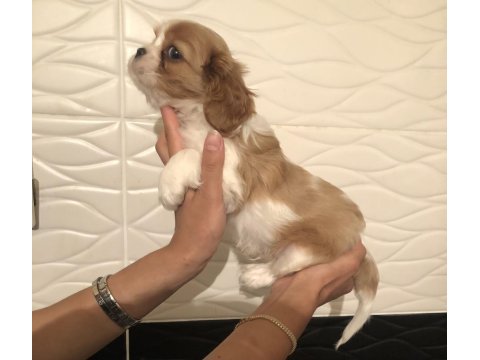 Ev ortamında aşılı cavalier king charles