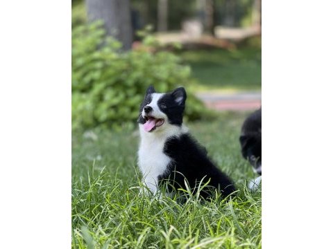 Border collie yavru köpekler
