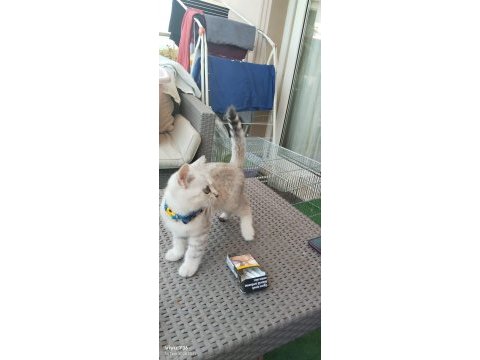 British erkek 4 aylık yavru kedi