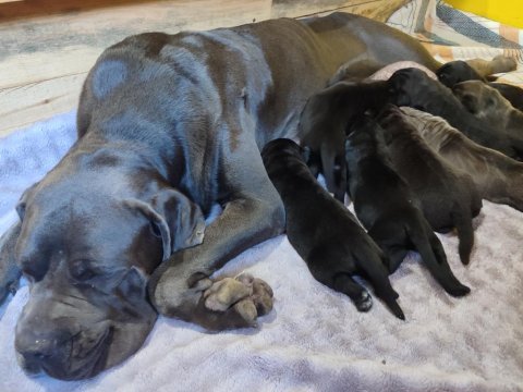 Orjinal cane corso