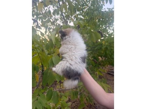 50 günlük ayı surat orijinal pomeranian boo
