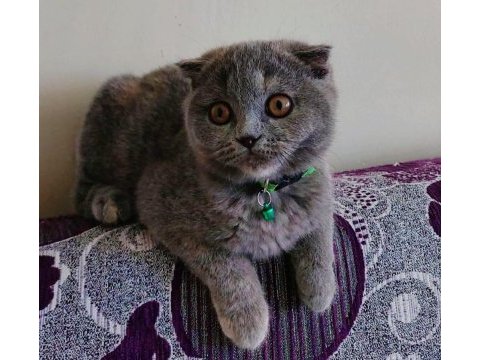 Gri scottish fold dişi