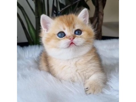 Ay ışığından gelen yavrumuz golden british shorthair