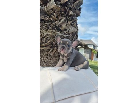 Blue french bulldog yavruları istanbul 