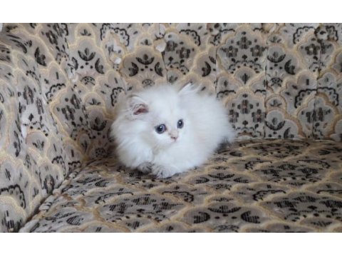 Son kalan a kalite dişi british longhair