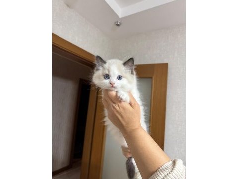 Şecereli anne ve babadan safkan ragdoll erkek yavru