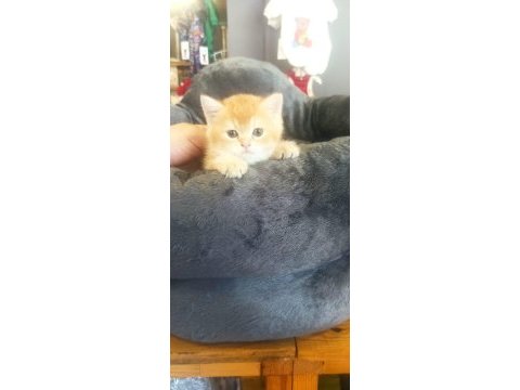 Golden by11 british shorthair