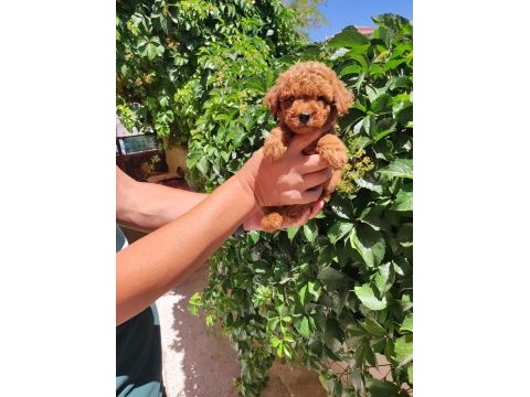 Peluş toy poodle ayıcıklarım