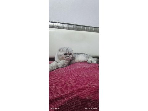 Scottish fold erkek kedimiz sahiplendirilecek