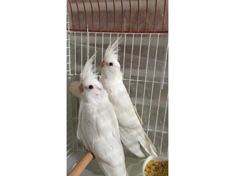 Uygun rakam albıno jumbo boy a kalite üst düzey sultan