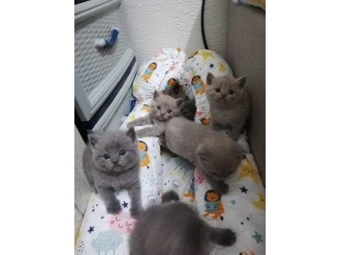 British shorthair yavruları