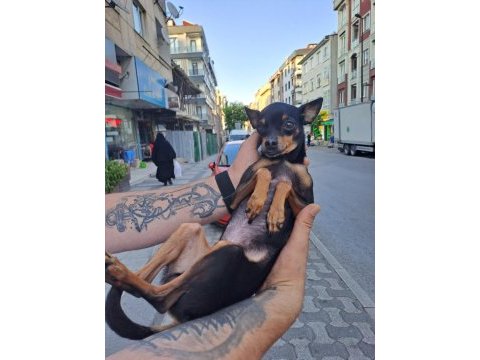 Pinscher şivava