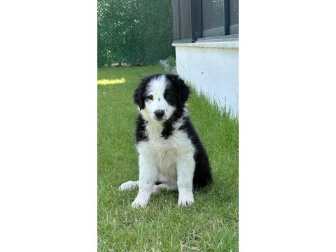 Köpeğimiz leomuza iyi bakacak bir yer arıyoruz