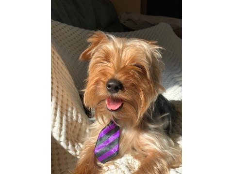 Yorkshire terrier seyahat yüzünden sahiplendirme
