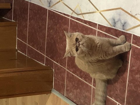 İran exotic shorthair