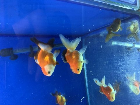 Özel seri kafalı oranda japon balığı adana