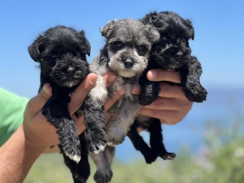 Schnauzer bebekler