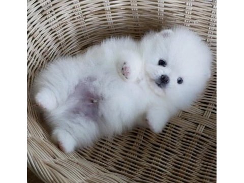 Dişi ve erkek pomeranian boo yavrularımız