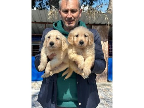 Golden retriever yavrularımız ırk garantilidir